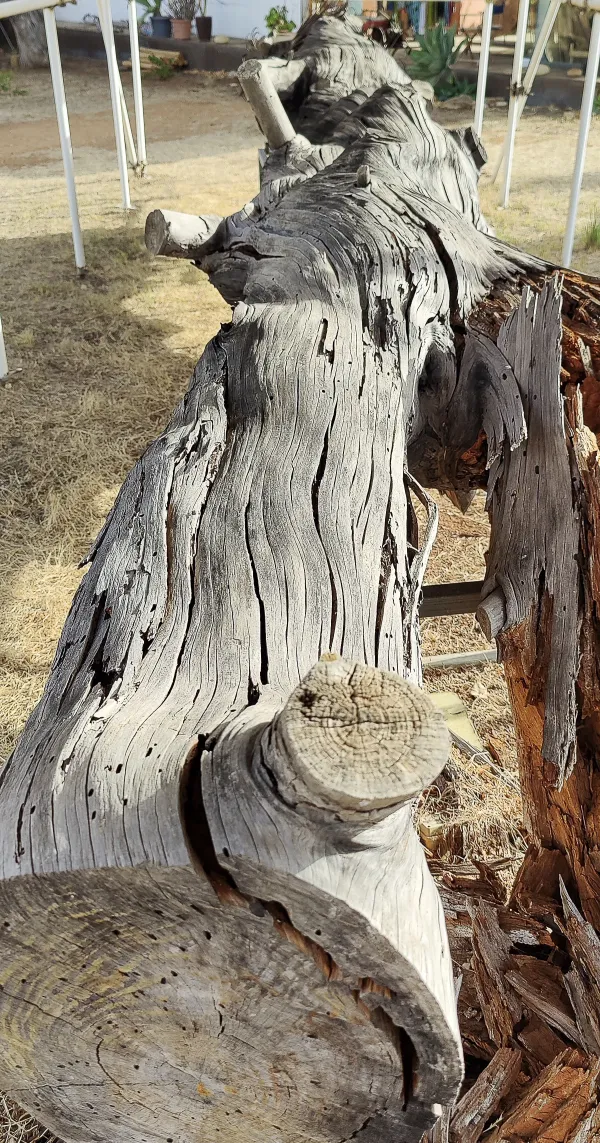 L'albero prima della 'decorazione' con le lame arrugginite