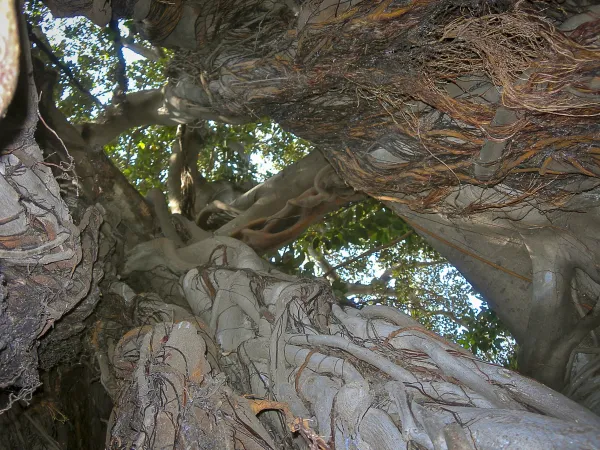 L'imponente Ficus Elasticus