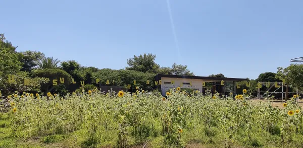 Il campo di girasoli