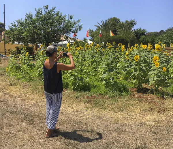 Ogni estate si può assistere allo spettacolo della fioritura dei girasoli